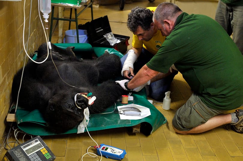 Összeveszett apjával, inkább Lengyelországba költöztetnek egy budapesti gorillát