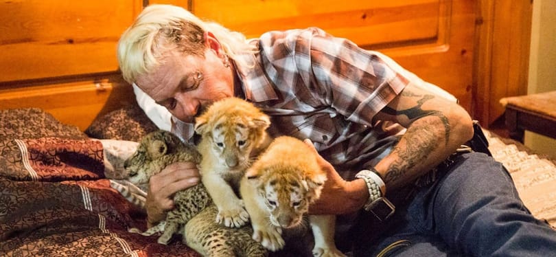 Új részt készít a Tiger Kinghez a Netflix
