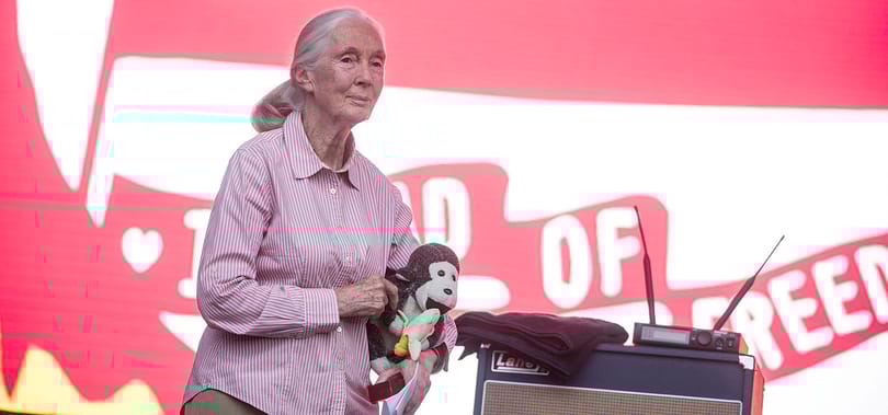 Jane Goodall egy meglepő helyszínen is felbukkant Budapesten