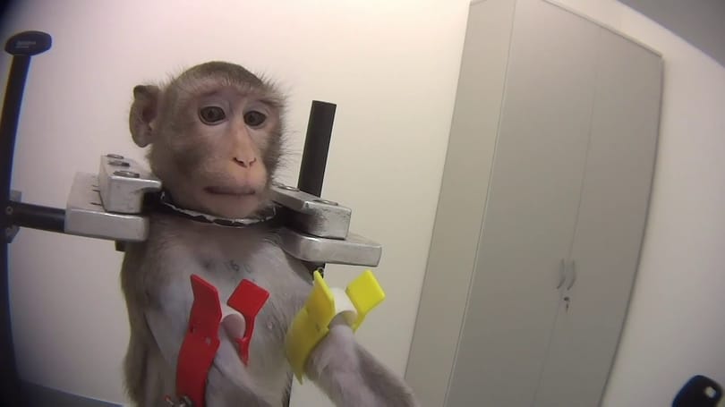 Videóra vették az állatkínzást a hamburgi laborban, most bezárhatják az intézményt