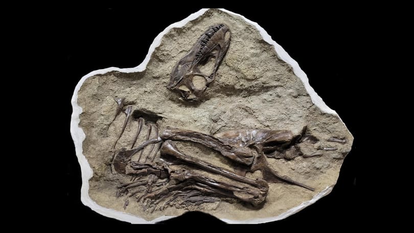 Felnyitották egy dinoszaurusz megkövesedett gyomortartalmát