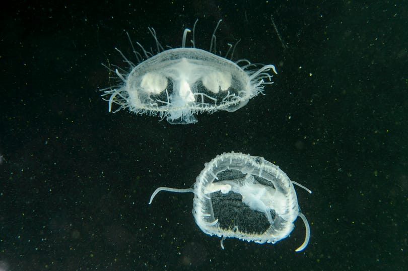 Látta már a salgótarjáni medúzákat? Most kettőt is lefotóztak