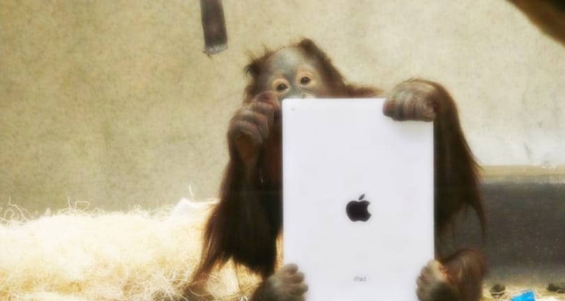 Nem csak emberek szeretik - speciális iPad, orángutánoknak