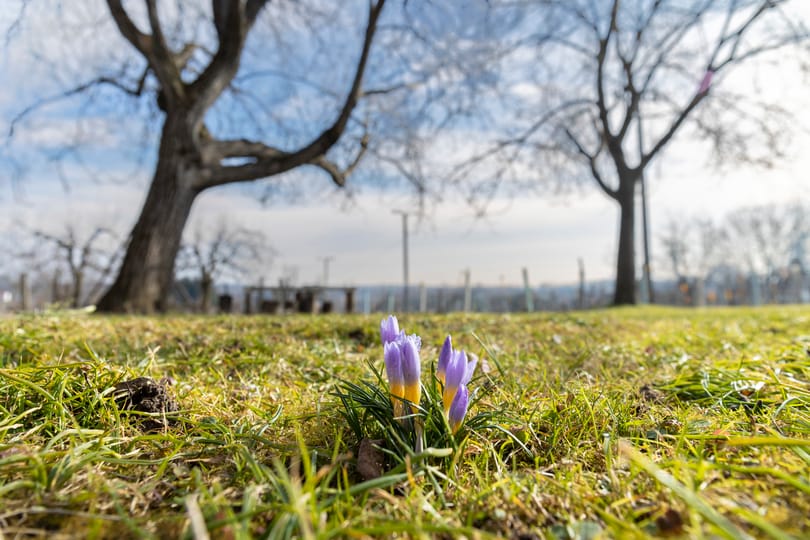 Most siessen Zalába, ha februárban virágzó sáfrányt akar látni - fotók