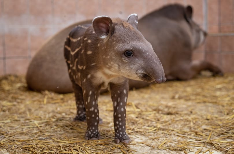 Fotó: Pöttyös lábú tapírbébi született Debrecenben