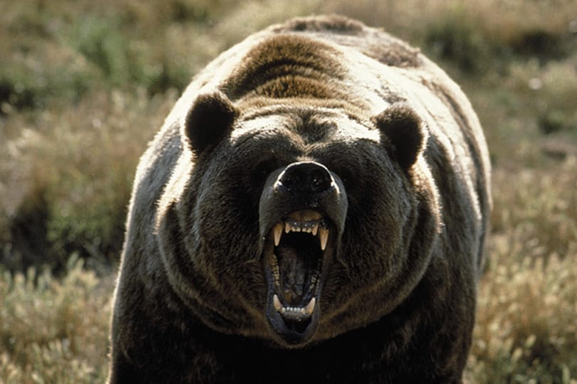Grizzlyket talált a család a kertjében, az anyamedve pedig bepöccent