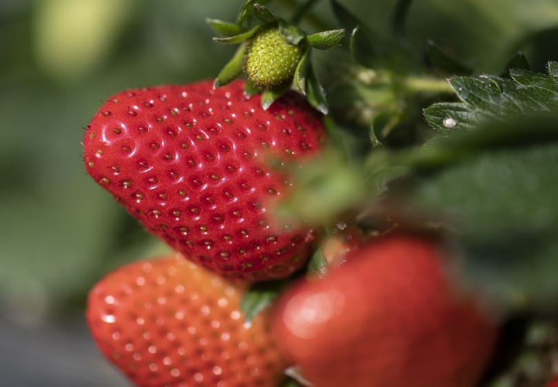 Megint keménykedik az agrárkamara a multikkal