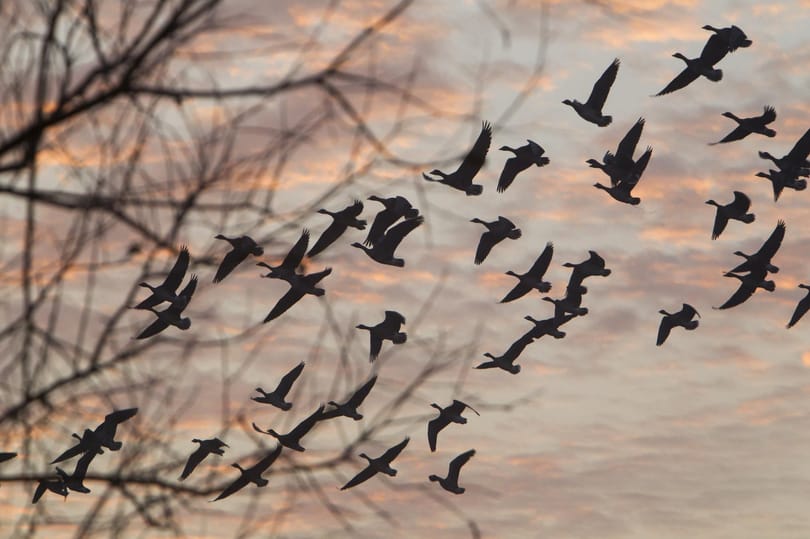 Újra lesz építőtábor a Kis-Balatonnál