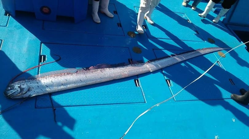Újabb végítélethalat mosott a partra a víz Kaliforniában