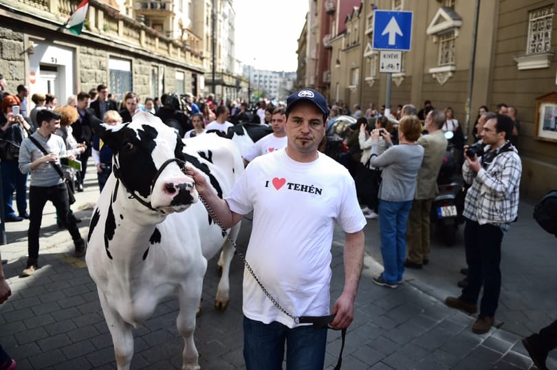 Célt ért a tehénfelvonulás? Tejtermék-ellenőrzést rendelt el a tárca