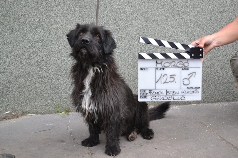 Nő a filmes adókedvezmény – özönlenek a világsztárok?