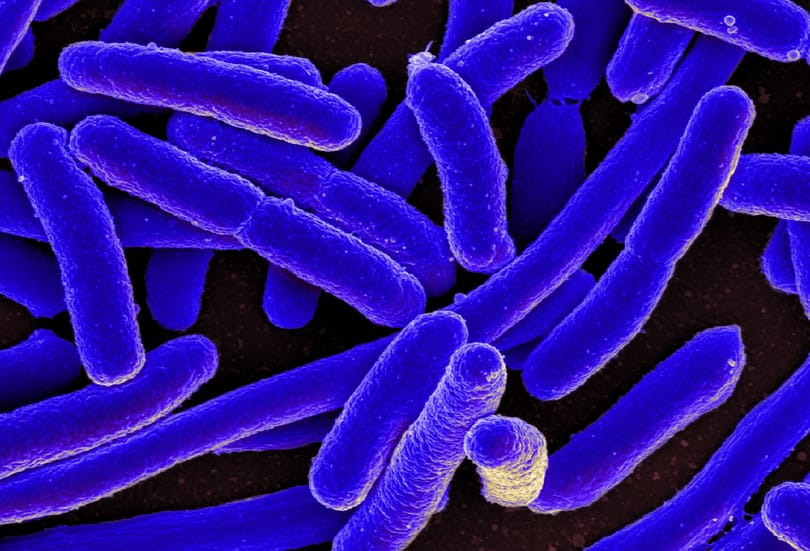 Áttörés a diagnosztikában: egy új módszerrel órák alatt azonosíthatók a kórokozók