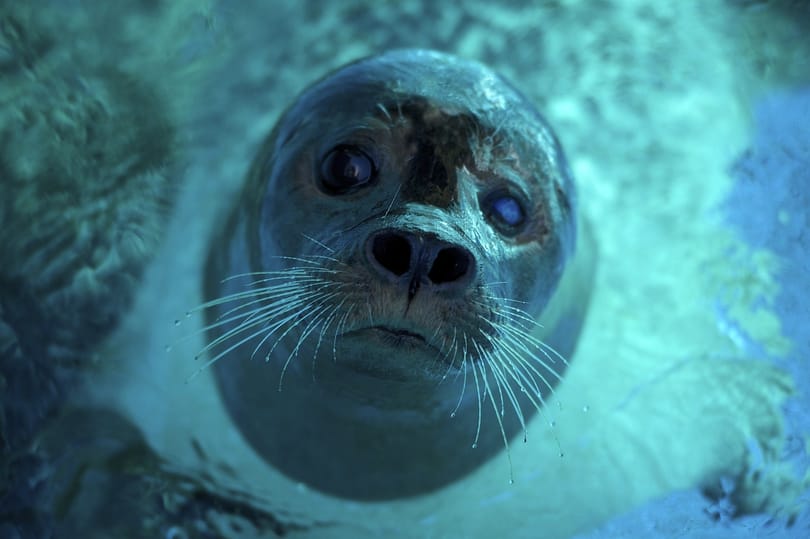Eltévedt fókákkal gyűlik meg a baja egy kanadai falunak