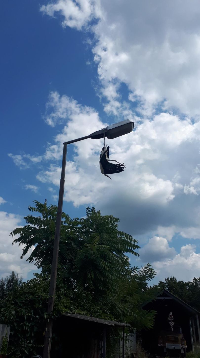 Tűzoltók mentettek ki egy bajba kerül gólyát