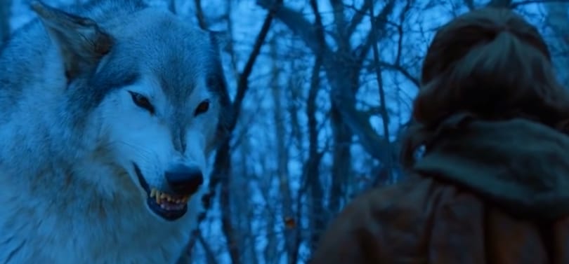 Saját rémfarkast akarnak a rajongók, így megszaporodtak a kidobott huskyk is