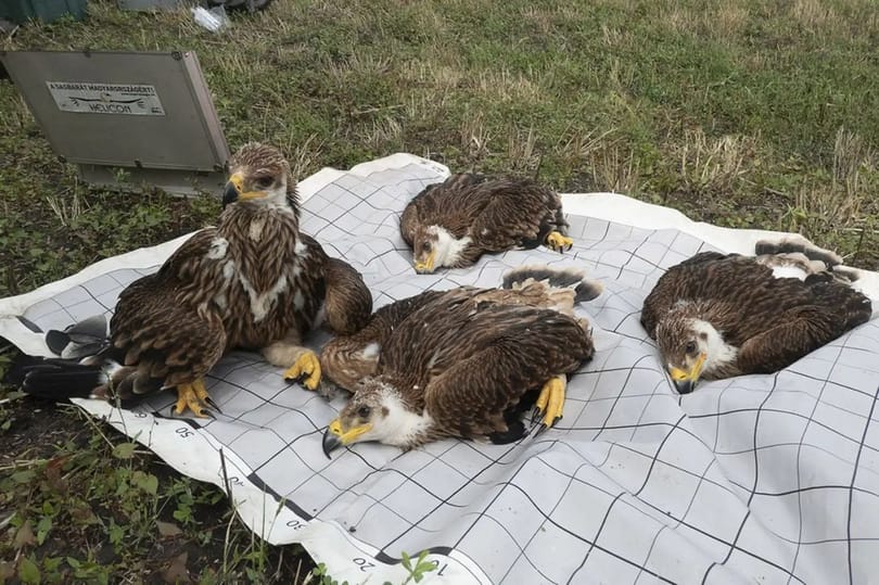 Megismételték a csodát a magyar parlagi sasok