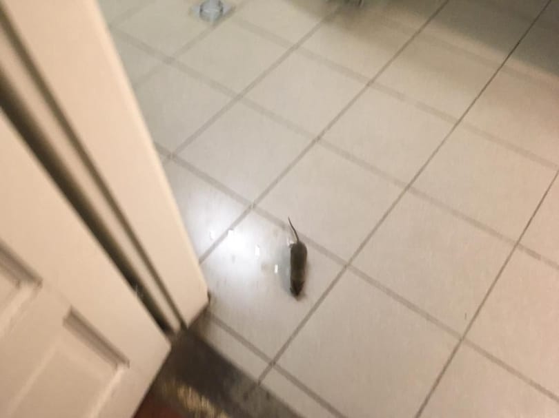 Patkányt fotóztak az egyik szavazókörben