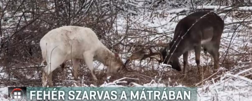 Fehér szarvast fotóztak a Mátrában