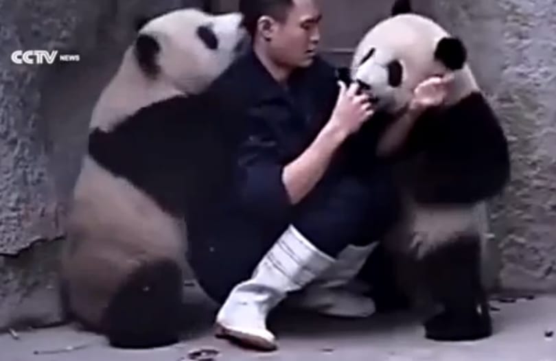 Két pandabocs felrobbantotta a cukiságbombát - videó