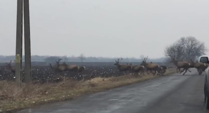 Videó: Most Baranyában kaptak le egy hatalmas szarvascsordát, ahogy átrohan az úton