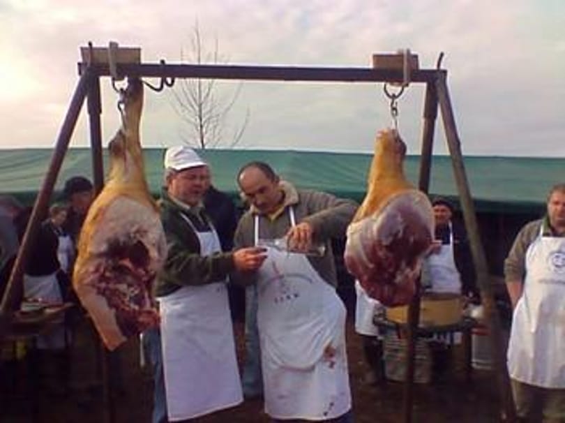 Disznólkodás Napkoron