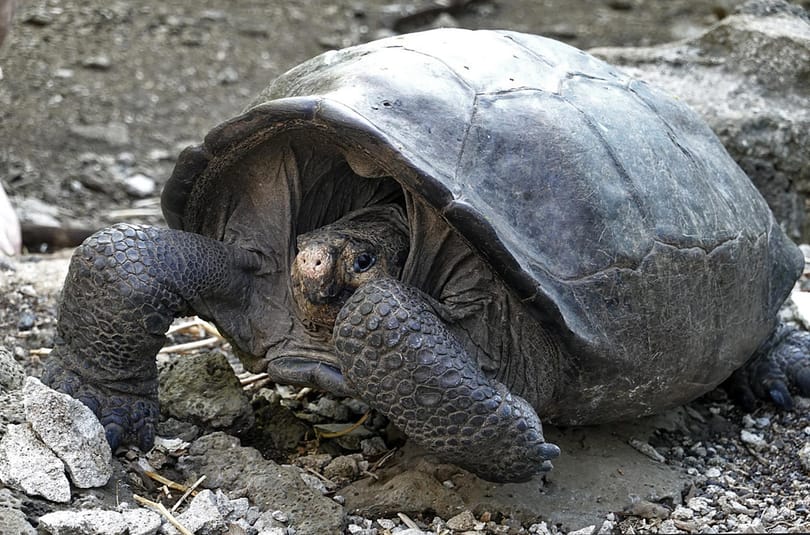 Ismeretlen fajhoz tartozhat közel 8 ezer teknős a Galápagos-szigeteken
