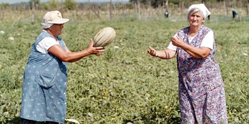 Kampány a magyar dinnye eladásának ösztönzésére