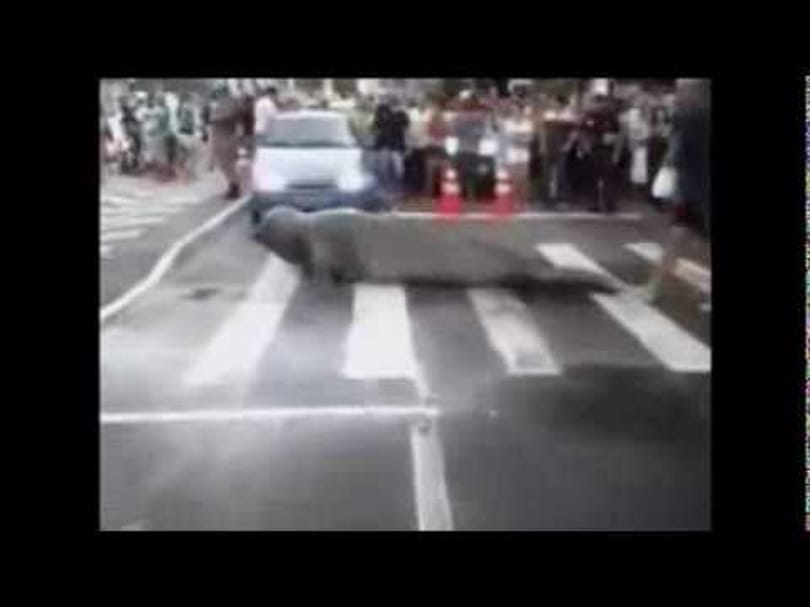 Videó: oroszlánfóka kúszott át a zebrán Brazíliában