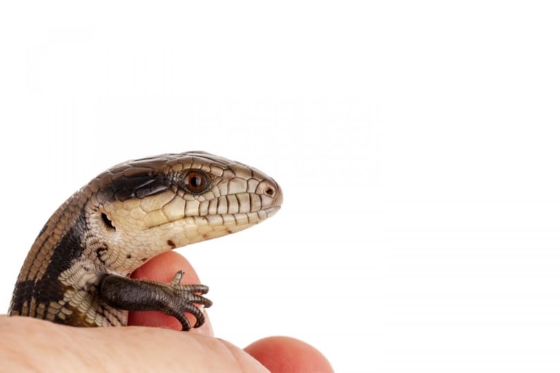 Meglepően okos a kéknyelvű gyík már 23 napos korában is