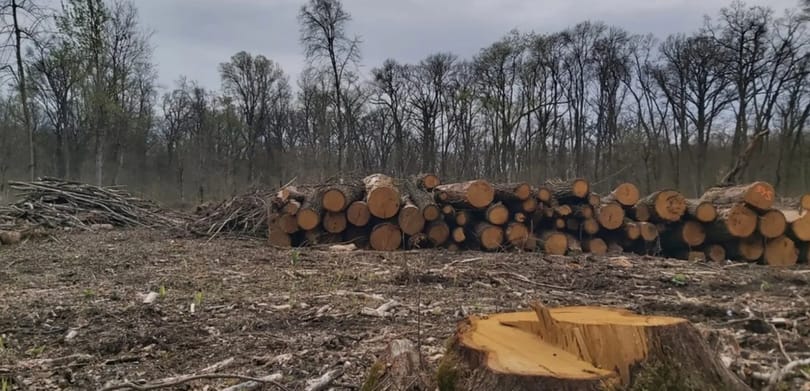 Törvénybe írná a kormány a tarvágásról szóló, felháborodást kiváltó rendeletet