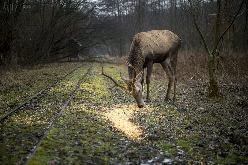 Motorosnak löktek egy elütött szarvast, tragédia lett belőle