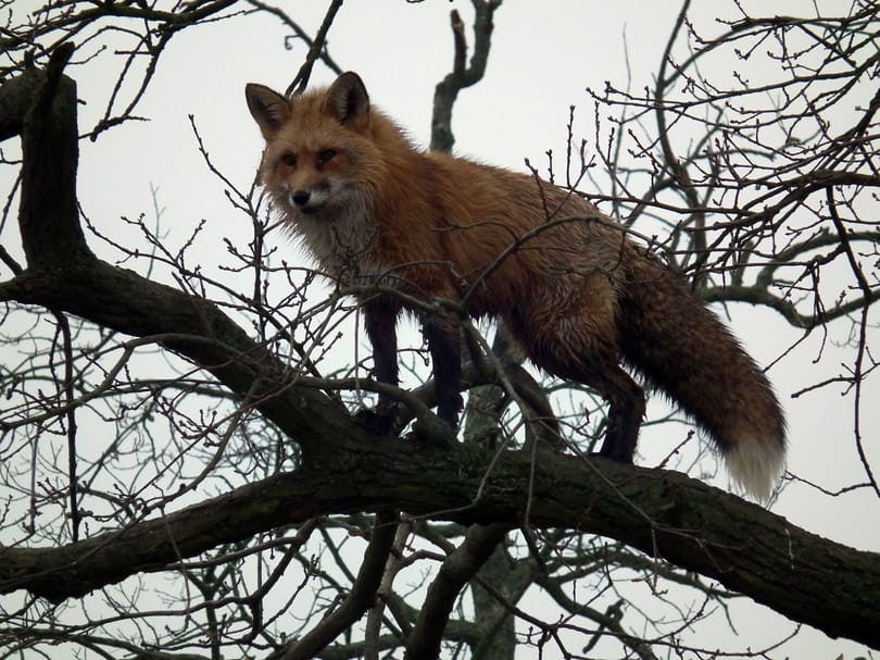 Fotók: Fára másztak a Hortobágyi Nemzeti Park rókái
