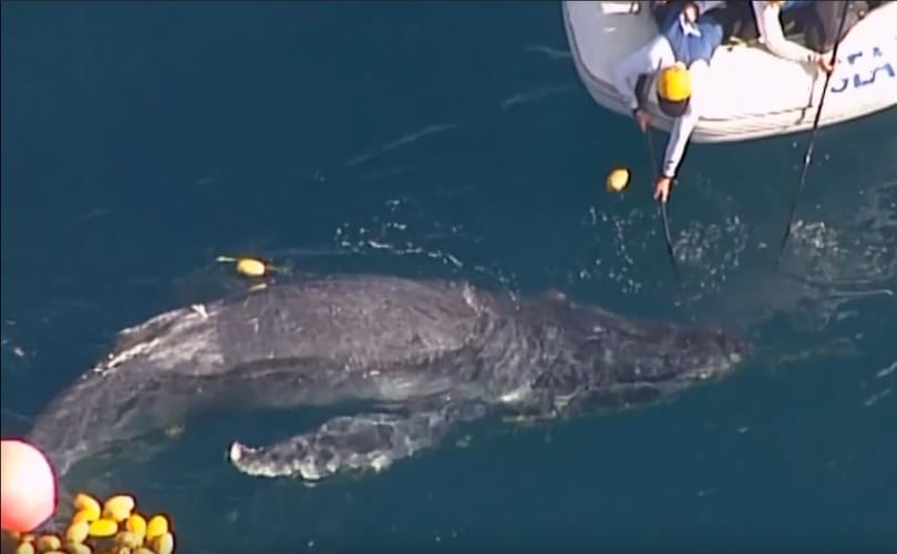 Cápaháló fogságából mentették ki a bálnaborjat – videón a hősies akció