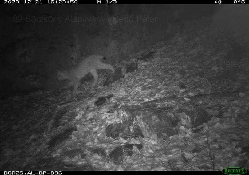 Megmutatta magát a kamerák előtt a börzsönyi hiúz