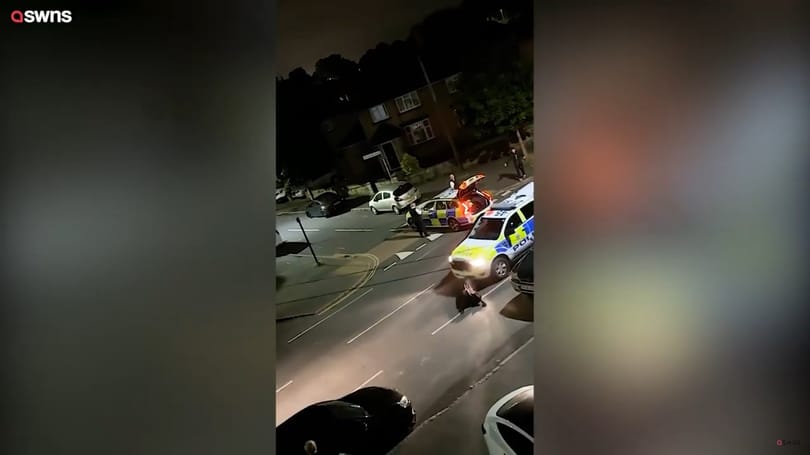Videó: Szándékosan gázolt el egy tehenet a brit rendőr