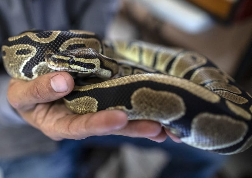 Hazavárják Pitonkát, az Erzsébetvárosban megszökött királypitont