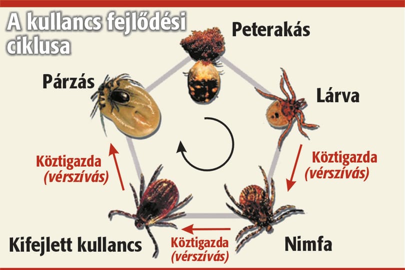 11 hiedelem a kullancsokról: melyik igaz?