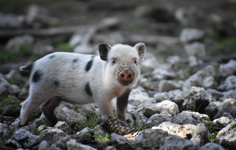 Érdekes kísérlettel nézték meg, mit (nem) tesznek a lakásban nevelt törpemalacok