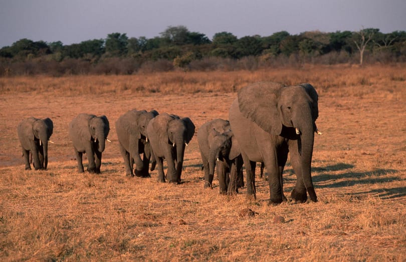 Ötvenöt elefántot ölt meg az aszály Zimbabwéban