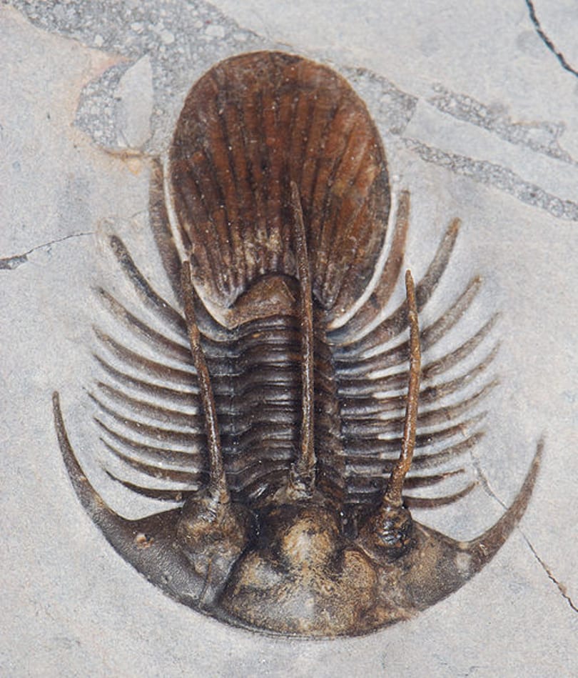 Orgiákról árulkodnak a trilobiták maradványai