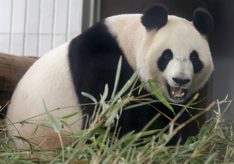 Pandabébi született Tokióban