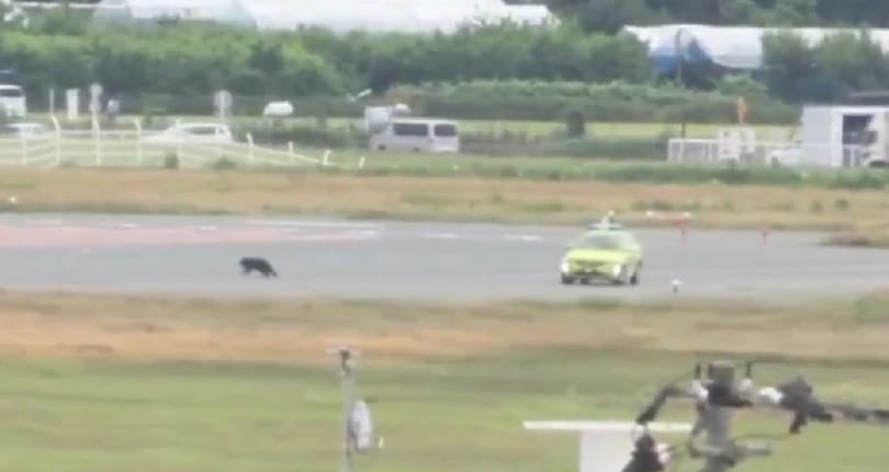 Kifutópályán kószáló medve miatt kellett lezárni egy repülőteret Japánban – videó