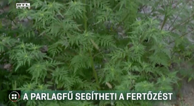 A parlagfű miatt is több lehet a koronavírusos beteg