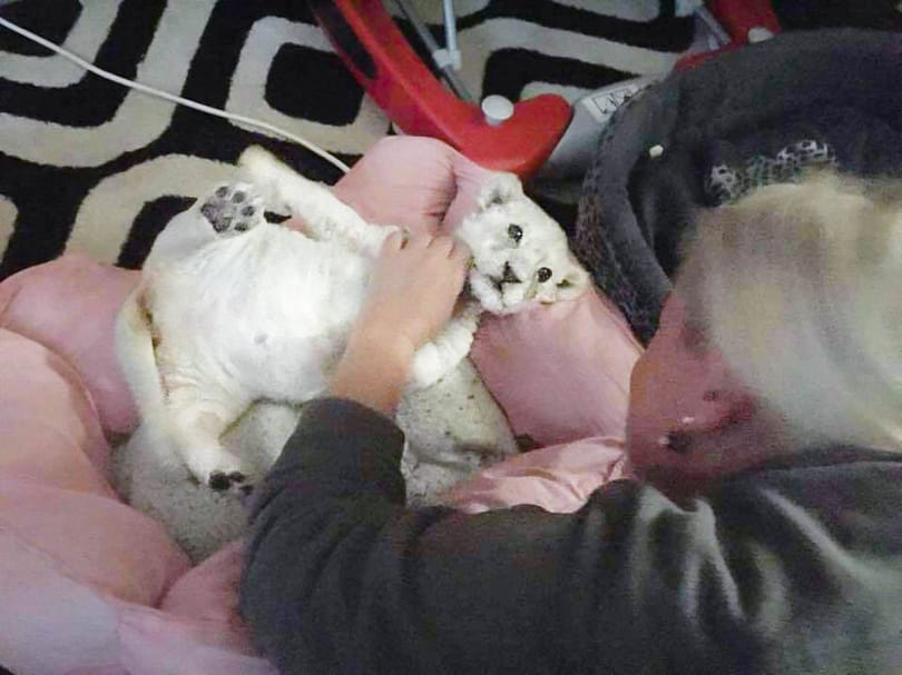 Éhes oroszlánokkal akadt el egy cirkusz Somogyban