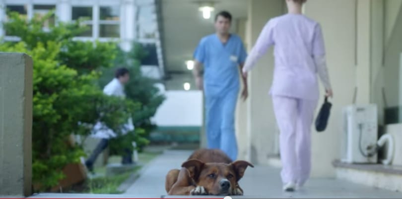Videó: szép, szép a kutyahűség, de ami a film végén történik, egészen furcsa