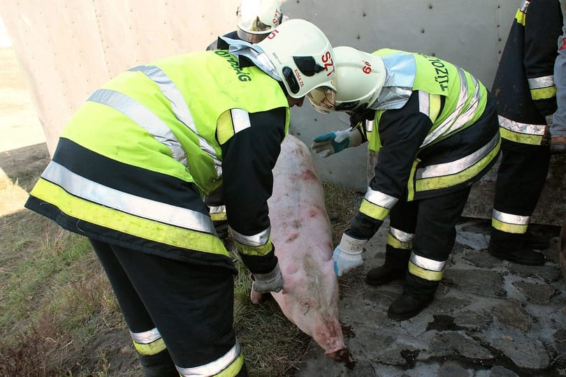 Újabb baleset: rájár a rúd a sertésekre – fotók