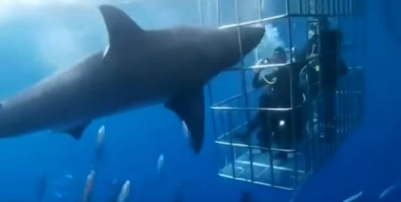 Halálra sebezte magát egy nagy fehér cápa, miközben búvárokra támadt – videó
