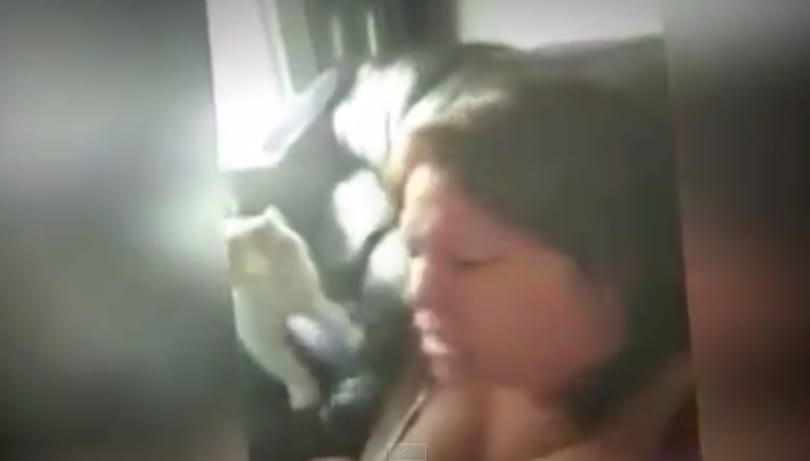 Videó: Amikor rémálommá válik a macskatartás