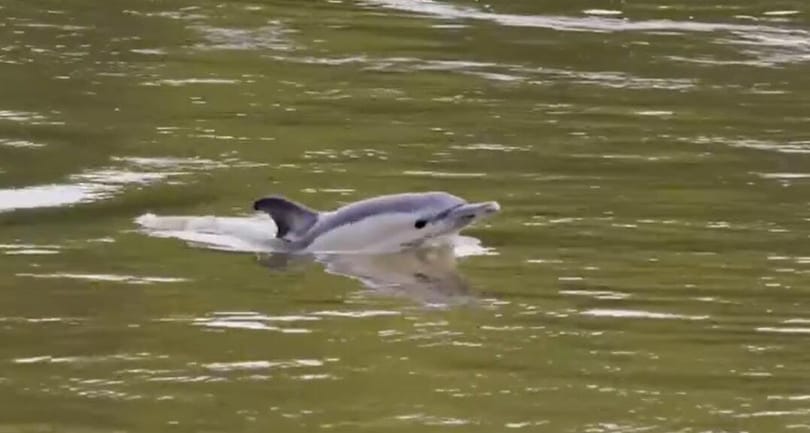 Két halott delfint is találtak a Temzében Londonban