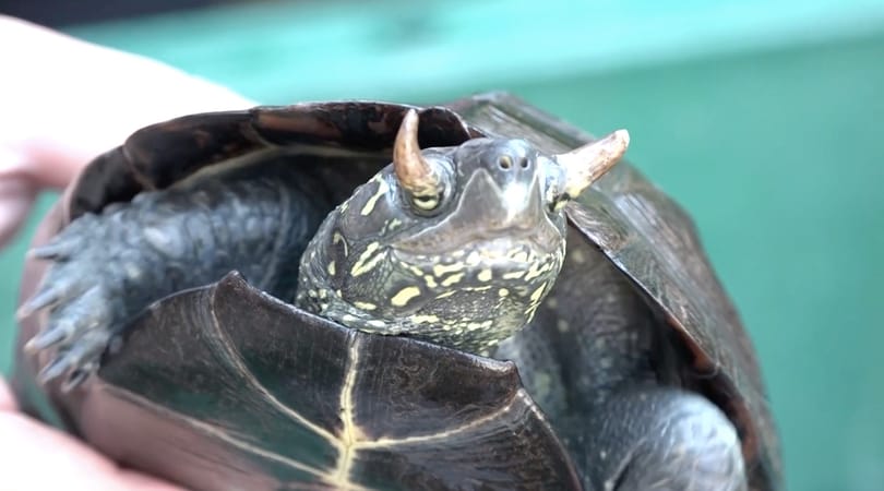 Ilyen teknőst még nem láttak a tudósok: szarvak nőttek a szemhéjára – videó